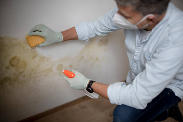 Best Kitchen Mold Remediation in West Milton, OH